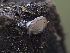  ( - HAY-F-004392)  @11 [ ] by-nc (2023) Stu Pickell Fungal Diversity Survey
