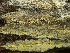  (Sarcodontia - HAY-F-002839)  @11 [ ] by-nc (2023) Stu Pickell Fungal Diversity Survey