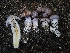  (Phlegmacium spadicellum - HAY-F-006333)  @11 [ ] by (2023) Mandy Hackney Fungal Diversity Survey