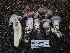  ( - HAY-F-006333)  @11 [ ] by (2023) Mandy Hackney Fungal Diversity Survey