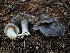  ( - HAY-F-006311)  @11 [ ] by (2023) Mandy Hackney Fungal Diversity Survey