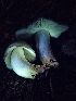  ( - HAY-F-006311)  @11 [ ] by (2023) Mandy Hackney Fungal Diversity Survey
