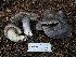  ( - HAY-F-006311)  @11 [ ] by (2023) Mandy Hackney Fungal Diversity Survey