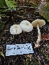  (Leucoagaricus sp. CA06 - HAY-F-006309)  @11 [ ] by (2023) Mandy Hackney Fungal Diversity Survey