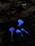  ( - HAY-F-007084)  @11 [ ] by-nc (2023) Dean Lyons Fungal Diversity Survey