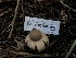 ( - HAY-F-007081)  @11 [ ] by-nc (2023) Dean Lyons Fungal Diversity Survey