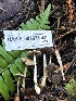  ( - HAY-F-007078)  @11 [ ] by-nc (2023) Dean Lyons Fungal Diversity Survey