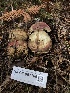  ( - HAY-F-007166)  @11 [ ] by-nc (2023) Dean Lyons Fungal Diversity Survey