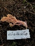  ( - HAY-F-007110)  @11 [ ] by-nc (2023) Dean Lyons Fungal Diversity Survey