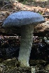  ( - HAY-F-007291)  @11 [ ] by-nc (2023) Taye Bright Fungal Diversity Survey