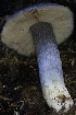  ( - HAY-F-007291)  @11 [ ] by-nc (2023) Taye Bright Fungal Diversity Survey