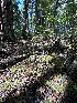  ( - HAY-F-007292)  @11 [ ] by-nc (2023) Taye Bright Fungal Diversity Survey