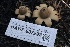  ( - HAY-F-007292)  @11 [ ] by-nc (2023) Taye Bright Fungal Diversity Survey