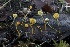  ( - HAY-F-007303)  @11 [ ] by-nc (2023) Taye Bright Fungal Diversity Survey