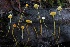  ( - HAY-F-007303)  @11 [ ] by-nc (2023) Taye Bright Fungal Diversity Survey