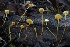  ( - HAY-F-007303)  @11 [ ] by-nc (2023) Taye Bright Fungal Diversity Survey