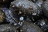  ( - HAY-F-007304)  @11 [ ] by-nc (2023) Taye Bright Fungal Diversity Survey