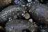  ( - HAY-F-007304)  @11 [ ] by-nc (2023) Taye Bright Fungal Diversity Survey