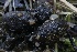  (Pseudombrophila sp. CA01 - HAY-F-007304)  @11 [ ] by-nc (2023) Taye Bright Fungal Diversity Survey