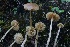  ( - HAY-F-007305)  @11 [ ] by-nc (2023) Taye Bright Fungal Diversity Survey