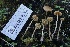  ( - HAY-F-007305)  @11 [ ] by-nc (2023) Taye Bright Fungal Diversity Survey