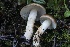  ( - HAY-F-007306)  @11 [ ] by-nc (2023) Taye Bright Fungal Diversity Survey