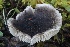  ( - HAY-F-007307)  @11 [ ] by-nc (2023) Taye Bright Fungal Diversity Survey