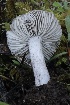  ( - HAY-F-007307)  @11 [ ] by-nc (2023) Taye Bright Fungal Diversity Survey