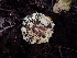  ( - HAY-F-003454)  @11 [ ] by-nc (2023) Sadie Hickey Fungal Diversity Survey