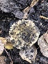 ( - HAY-F-007113)  @11 [ ] by-nc (2023) Dean Lyons Fungal Diversity Survey