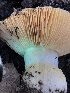  ( - HAY-F-007113)  @11 [ ] by-nc (2023) Dean Lyons Fungal Diversity Survey