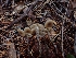  (Tephrocybe sp. CA05 - HAY-F-003463)  @11 [ ] by-nc (2023) Sadie Hickey Fungal Diversity Survey