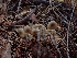  ( - HAY-F-003463)  @11 [ ] by-nc (2023) Sadie Hickey Fungal Diversity Survey