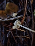  (Phloeomana sp. CA04 - HAY-F-003466)  @11 [ ] by-nc (2023) Sadie Hickey Fungal Diversity Survey