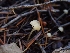  ( - HAY-F-003466)  @11 [ ] by-nc (2023) Sadie Hickey Fungal Diversity Survey