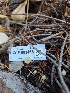  ( - HAY-F-003466)  @11 [ ] by-nc (2023) Sadie Hickey Fungal Diversity Survey