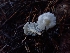  ( - HAY-F-003467)  @11 [ ] by-nc (2023) Sadie Hickey Fungal Diversity Survey