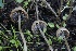  ( - HAY-F-007299)  @11 [ ] by-nc (2023) Taye Bright Fungal Diversity Survey