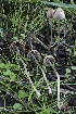  ( - HAY-F-007299)  @11 [ ] by-nc (2023) Taye Bright Fungal Diversity Survey