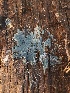  (Byssocorticiaceae - HAY-F-007114)  @11 [ ] by-nc (2023) Dean Lyons Fungal Diversity Survey