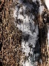  ( - HAY-F-007115)  @11 [ ] by-nc (2023) Dean Lyons Fungal Diversity Survey