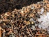 ( - HAY-F-007160)  @11 [ ] by-nc (2023) Dean Lyons Fungal Diversity Survey