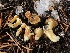  ( - HAY-F-007160)  @11 [ ] by-nc (2023) Dean Lyons Fungal Diversity Survey