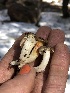  ( - HAY-F-007160)  @11 [ ] by-nc (2023) Dean Lyons Fungal Diversity Survey