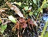  ( - HAY-F-007159)  @11 [ ] by-nc (2023) Dean Lyons Fungal Diversity Survey