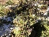  ( - HAY-F-007159)  @11 [ ] by-nc (2023) Dean Lyons Fungal Diversity Survey