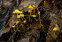  ( - HAY-F-007023)  @11 [ ] by-nc (2023) Dean Lyons Fungal Diversity Survey