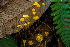  ( - HAY-F-007023)  @11 [ ] by-nc (2023) Dean Lyons Fungal Diversity Survey