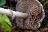  ( - HAY-F-007073)  @11 [ ] by-nc (2023) Dean Lyons Fungal Diversity Survey