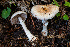  ( - HAY-F-007073)  @11 [ ] by-nc (2023) Dean Lyons Fungal Diversity Survey